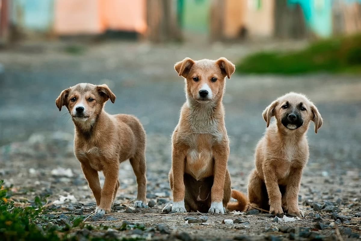 家族と犬のお散歩