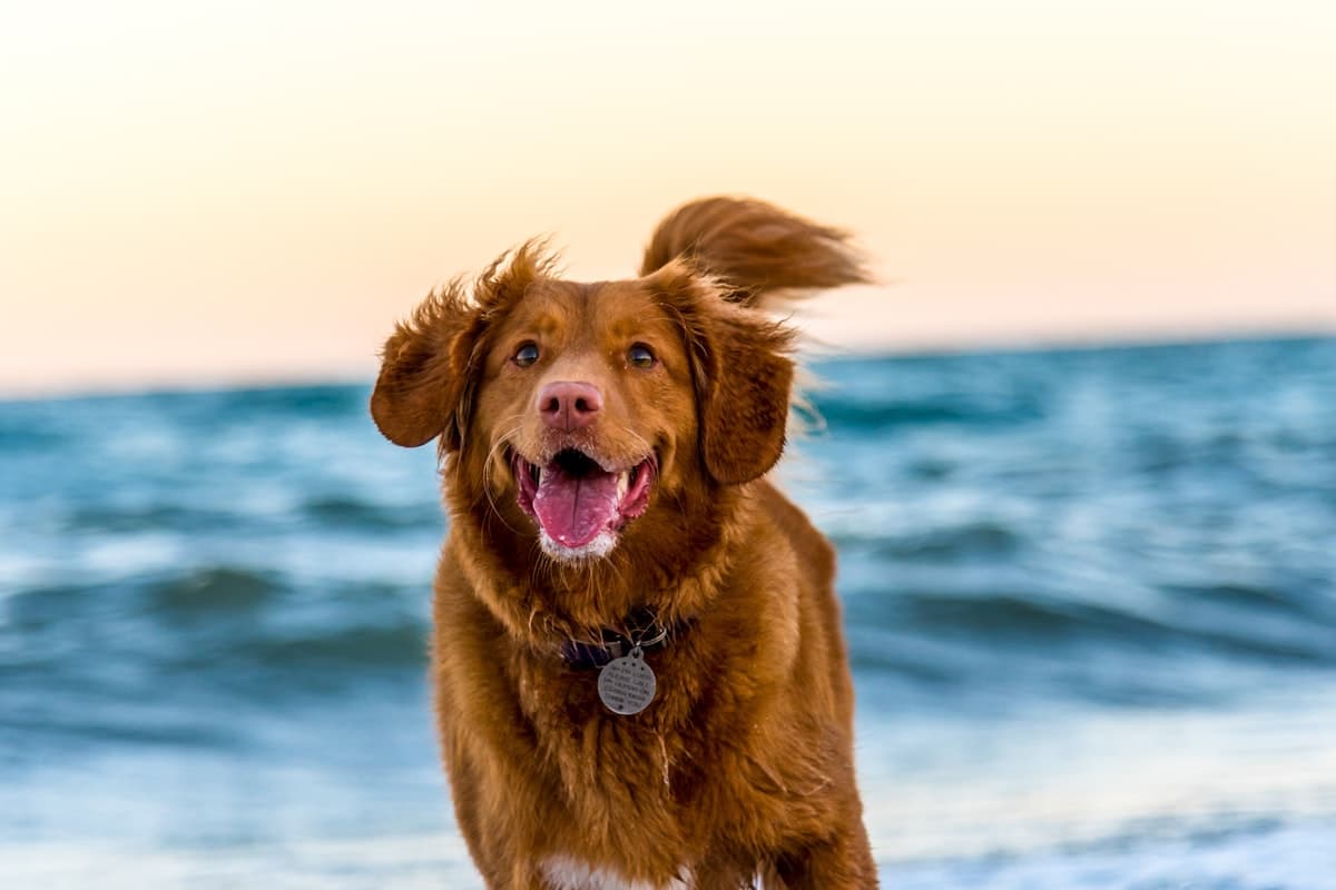 笑顔の犬と飼い主